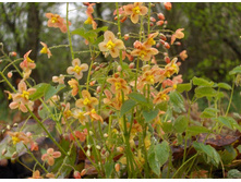 ������� ���������� Orange Konigin..jpg