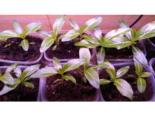 ����������