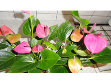 �������� ���� ������ - 700 ���. ���� 3 ����� !!!!