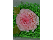 ���� �� ��������