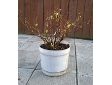 ���� ��������� ������