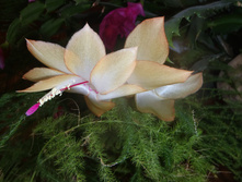 ������ �������.jpg