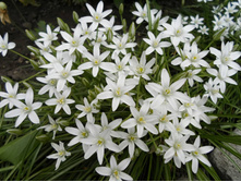 ������������ ( �����������) ����������