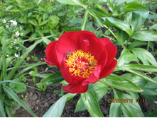 Red red rose ��� ��� ����