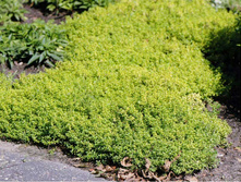 ������ ��������������� ������. 100�