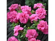 ��� ����. 50 �