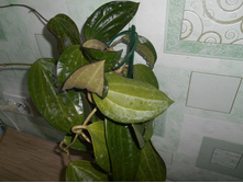 Tjadasmalangensis.