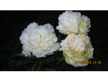������3.JPG