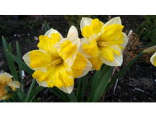 IMG 20190420 163730.jpg