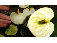 �������� ������