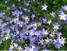 ����������� ����������.