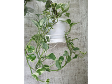 IMG 20190405 161607.jpg