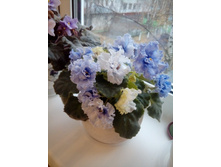 ��-���������