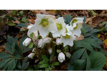 �������� ������ "�������������� ����" (Helleborus niger)- 400 ���.