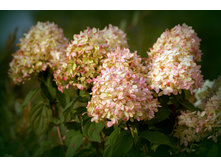 ������ �� ���*