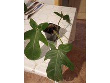 IMG 20190412 181118.jpg