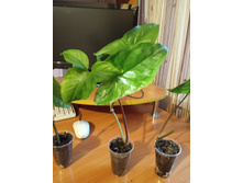 IMG 20190412 181337.jpg