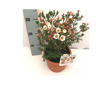 ���������� ���� Moonlight deligh