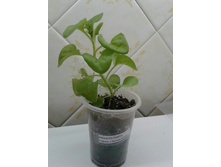 �1 �� 50 ���