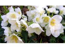 �������� ������ "�������������� ����" (Helleborus niger)- 400 ���.