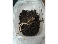 ����� ��������