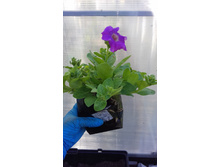 ���� ��������