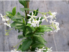 �������������� �������������.