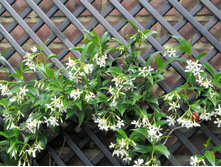 �������������� �������������.. (Trachelospe-rmum jasminoides)- 500 - 550 ���