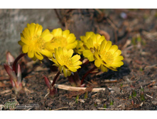 �������� ��������