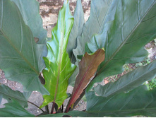 �������� ����������