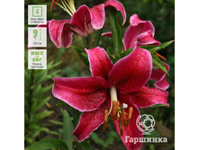 ����� ��������� ������ CORVARA