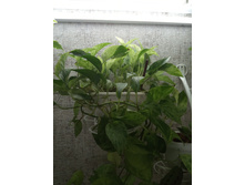 IMG 20190405 161541.jpg