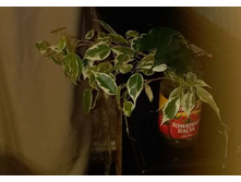 ����� �.jpg