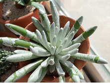 ���������� ������������� (Senecio scaposus)-