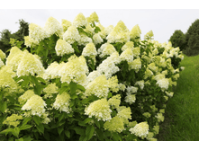 �������� (�� ���)*