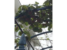 ����, � �������� ��