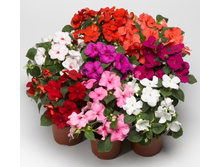 ���������� ���� - 350 ���.