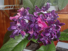 DS-����� ���.jpg