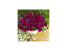 ������� �������� ����. 150 �