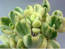 ��������� (Cotyledon ladismithiensis variegata)