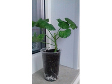 ���������� Dovepoint  - 100�