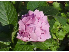 �������� ���������