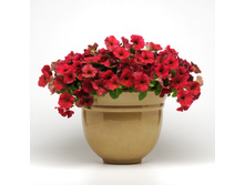 ��� ���� ����� �����.160 �