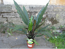 �������� ���������� (Alocasia Lauterbachiana)- 550 ���.