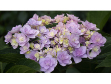 ��������� You Me Love