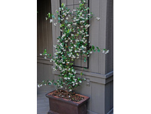 �������������� �������������.