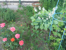 IMG 20180703 195942.jpg