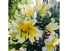 ����� ��-������� CATINA