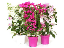 ����������� ���� - 700 ���.