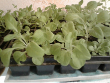 �. ����� �� 15 ���.